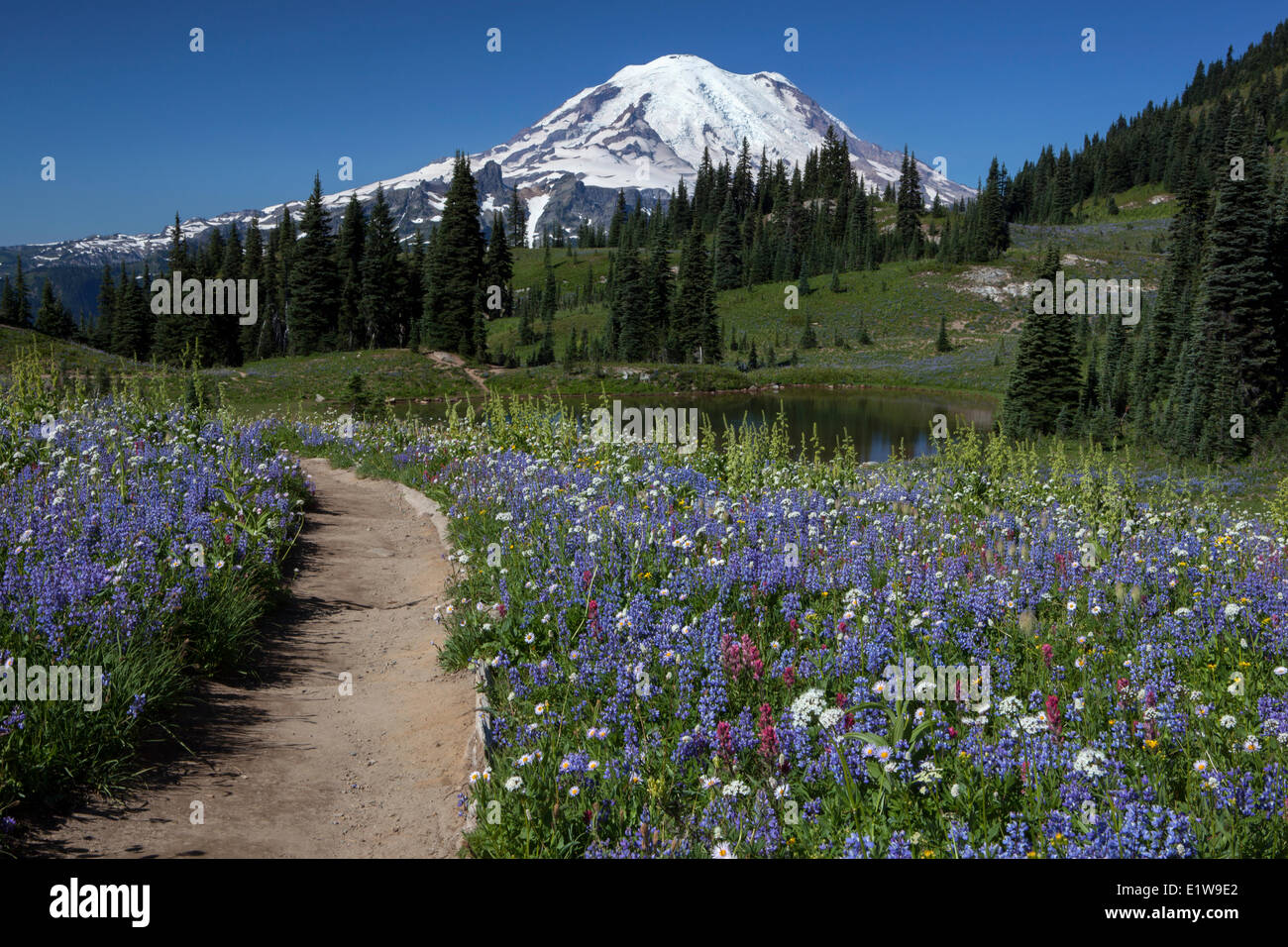Mount Rainier and Wildflowers, Naches Peak Loop Trail, Mount Rainier National Park, Washington State, United States of America Stock Photo