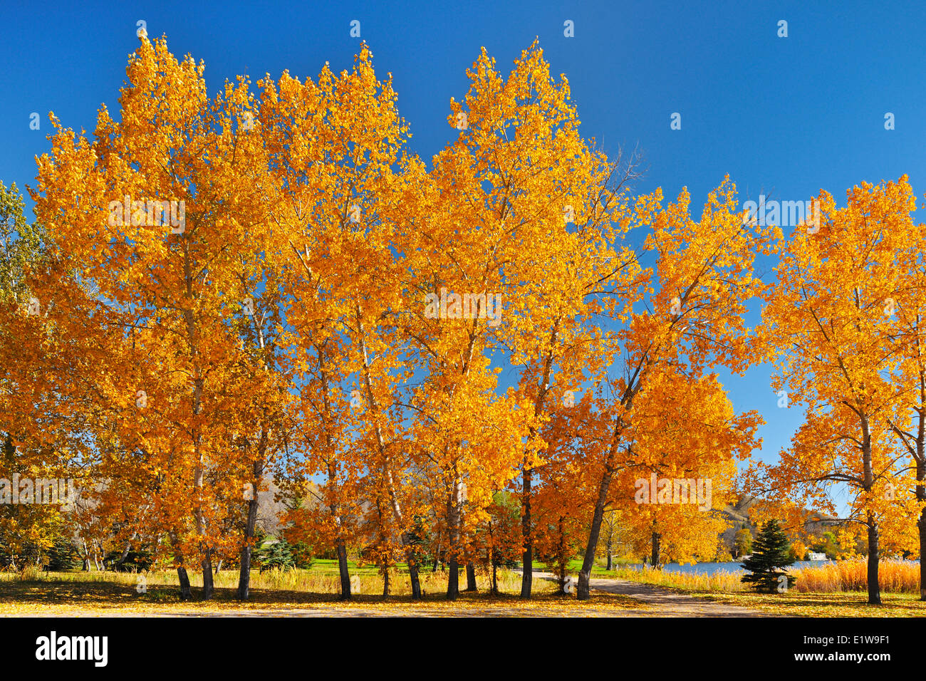 Aspen trees in autumn color, Katepwa Point, Saskatchewan, Canada Stock