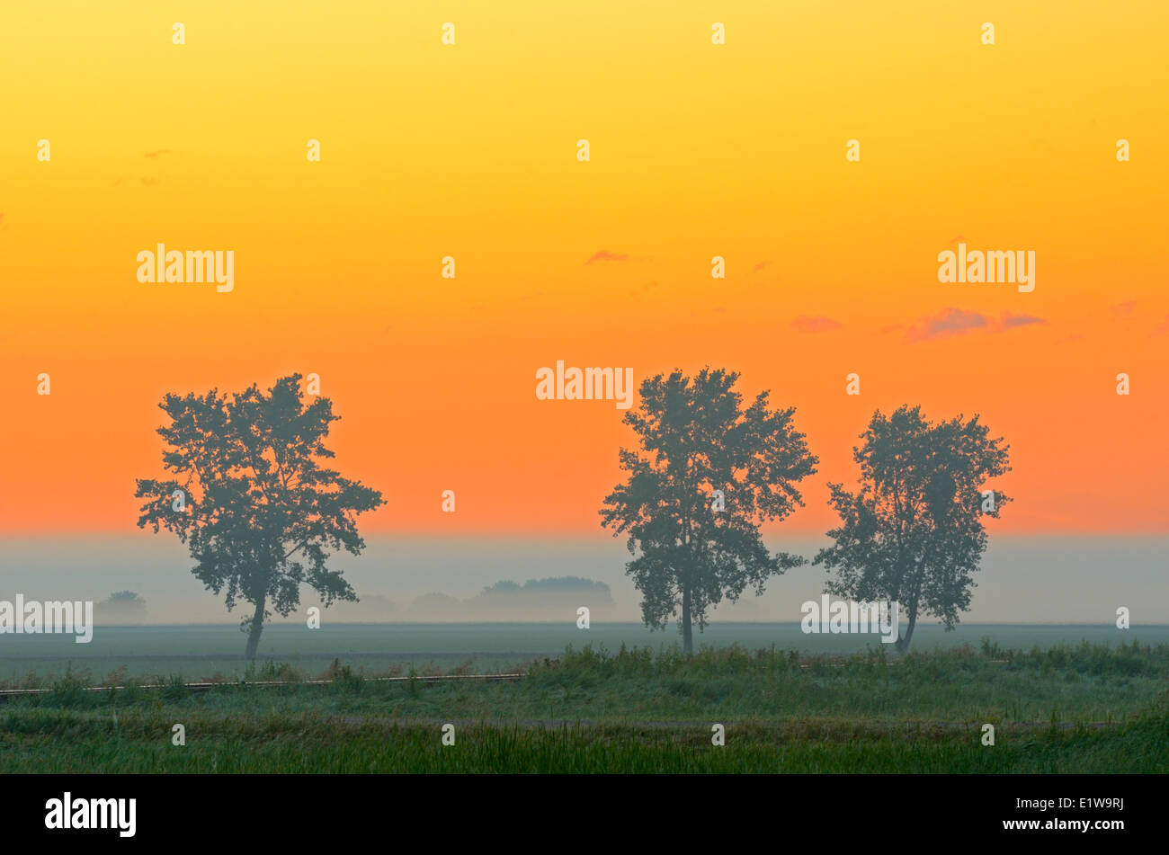 Shelterbelt trees in fog at sunrise, Fannystelle, Manitoba, Canada Stock Photo Alamy