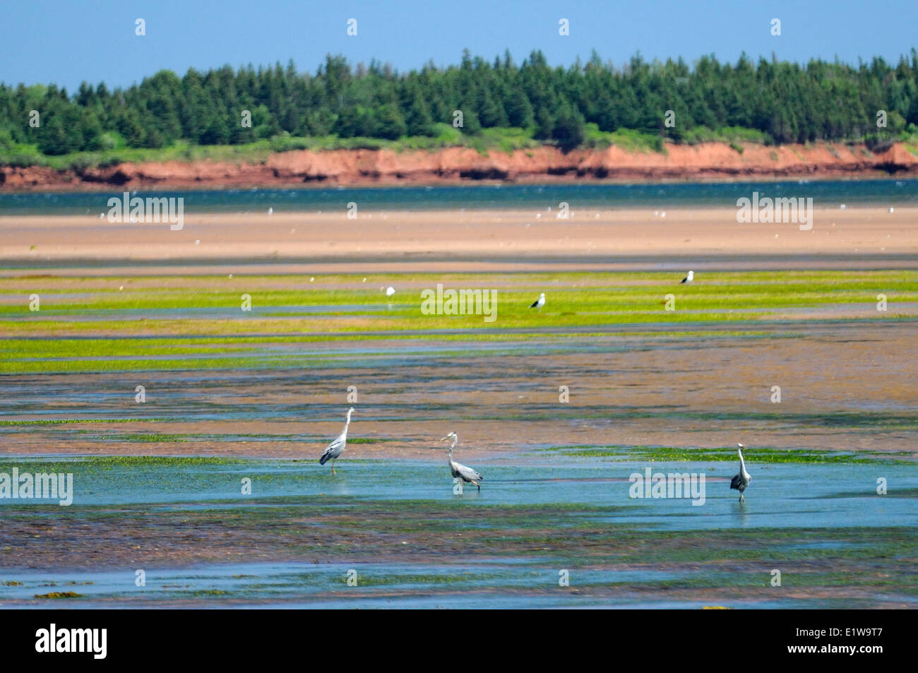 Great blue herons  (Ardea herodias)  at low tide, Annandale, Prince Edward Island, Canada Stock Photo