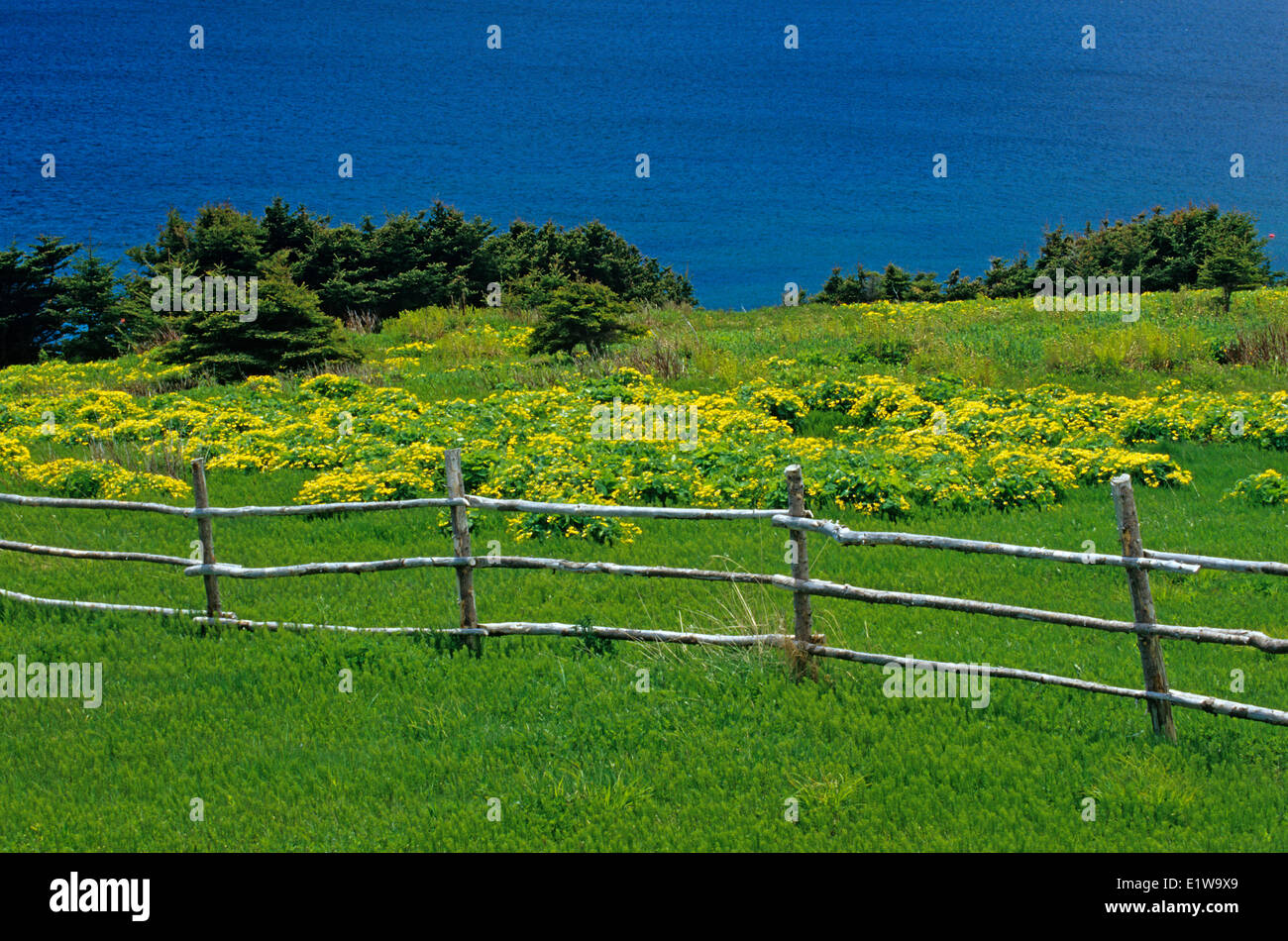 Wooden fence in a meadow of marsh marigolds along St. Georges Bay, Newfoundland , Canada Stock Photo