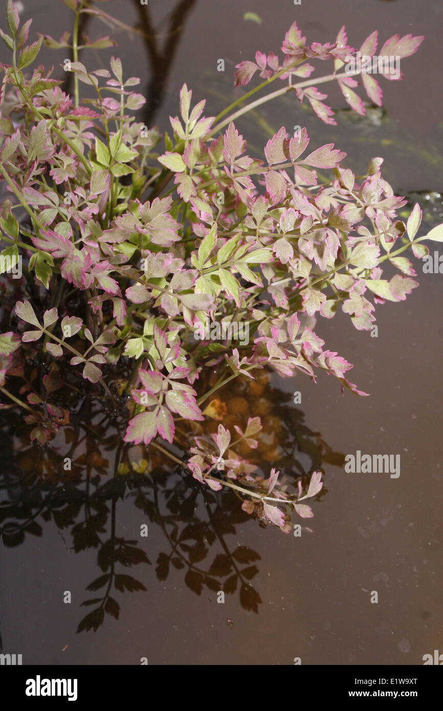 Chinese celery growing in pond Oenanthe javanica 'Flamingo' Stock Photo