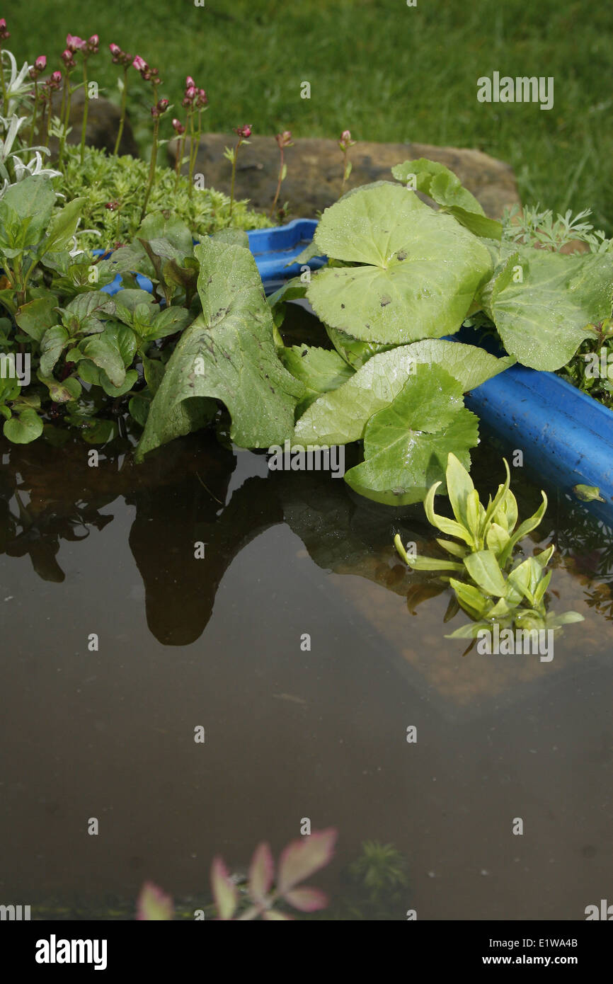 marsh marigold in garden pond Caltha palustris Stock Photo Alamy