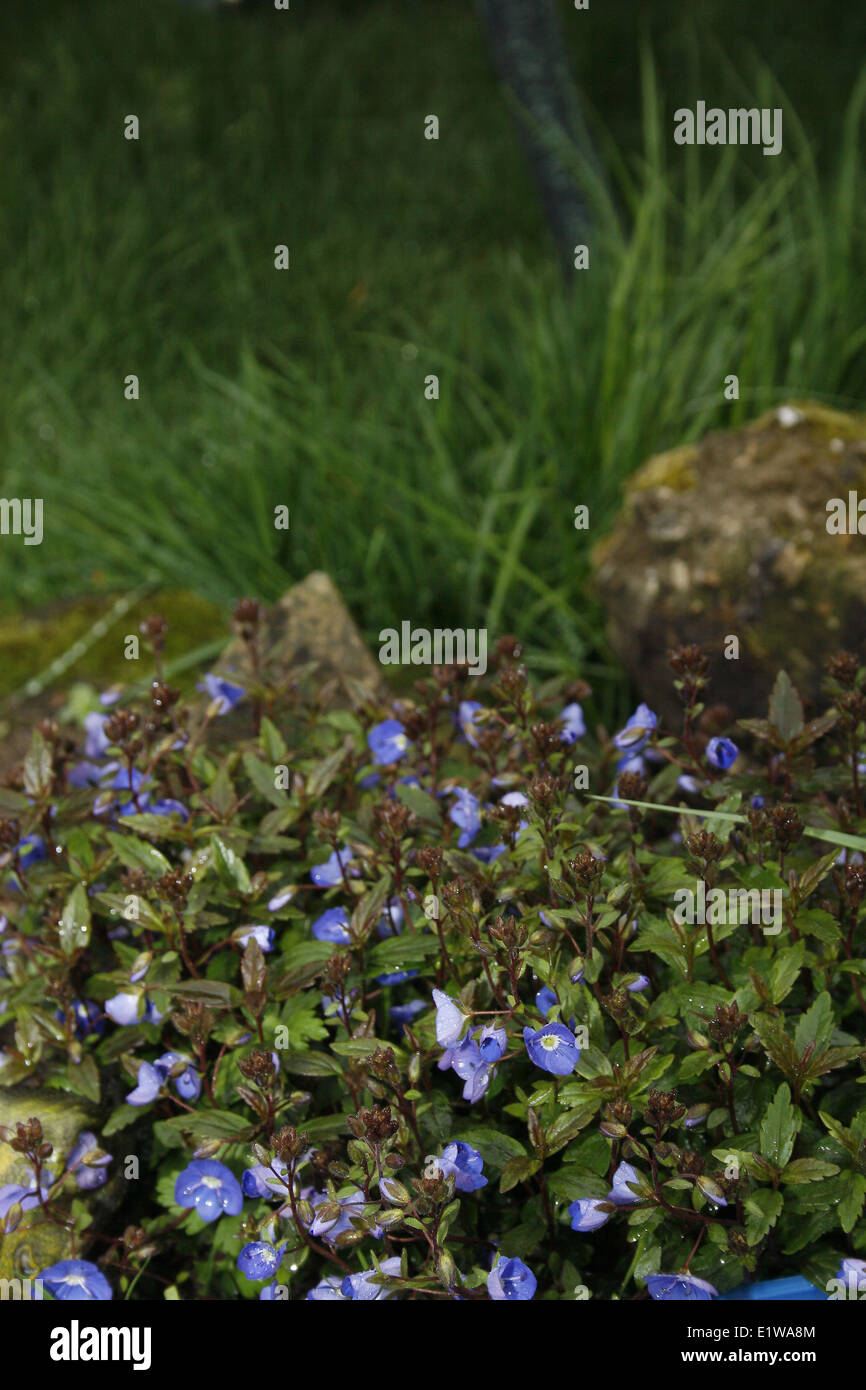 Alpine flowers growing in garden Veronica umbrosa 'Georgia Blue' Stock Photo
