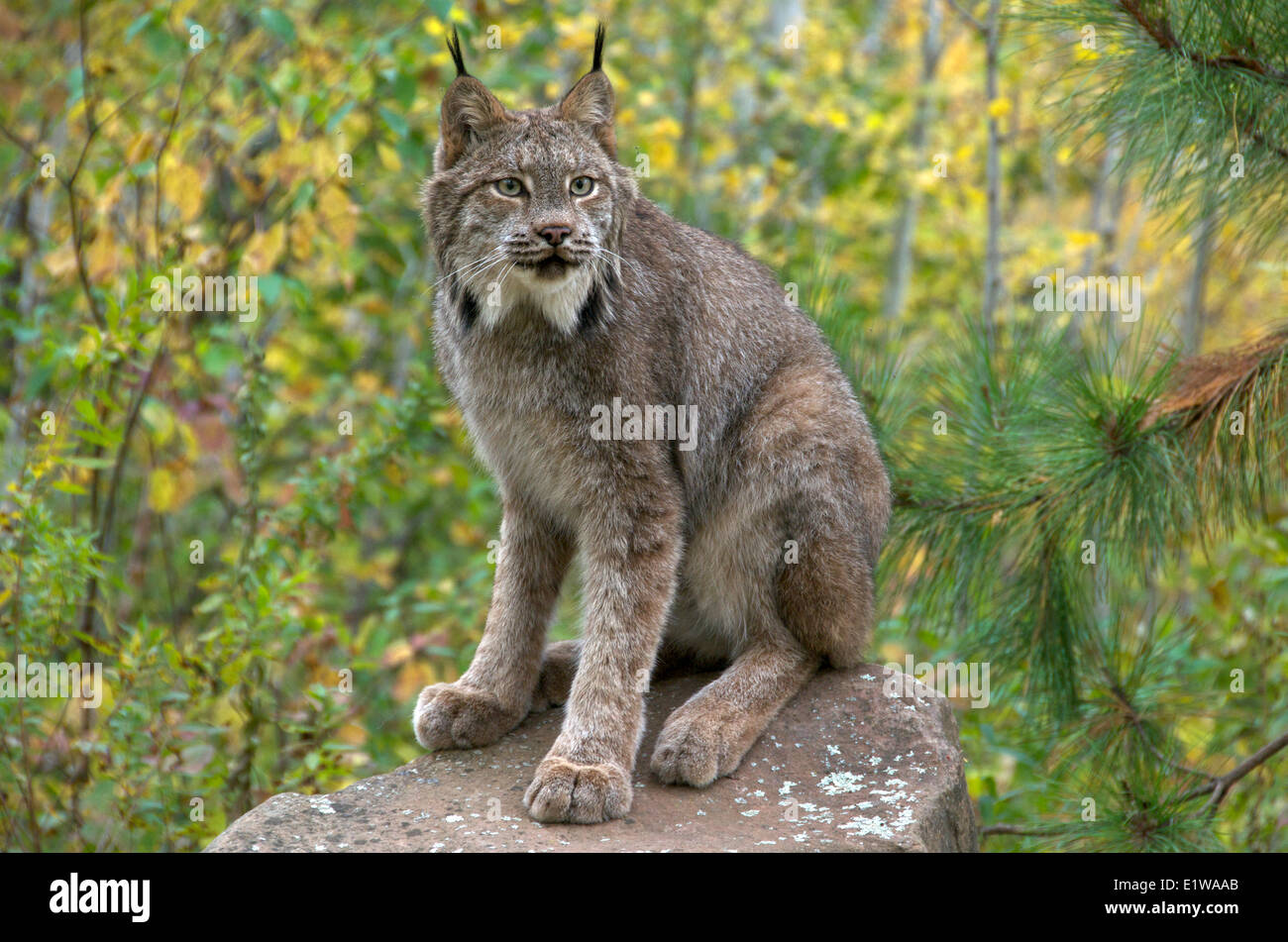 Lynx (Lynx canadensis) sitting on large boulder in late summer