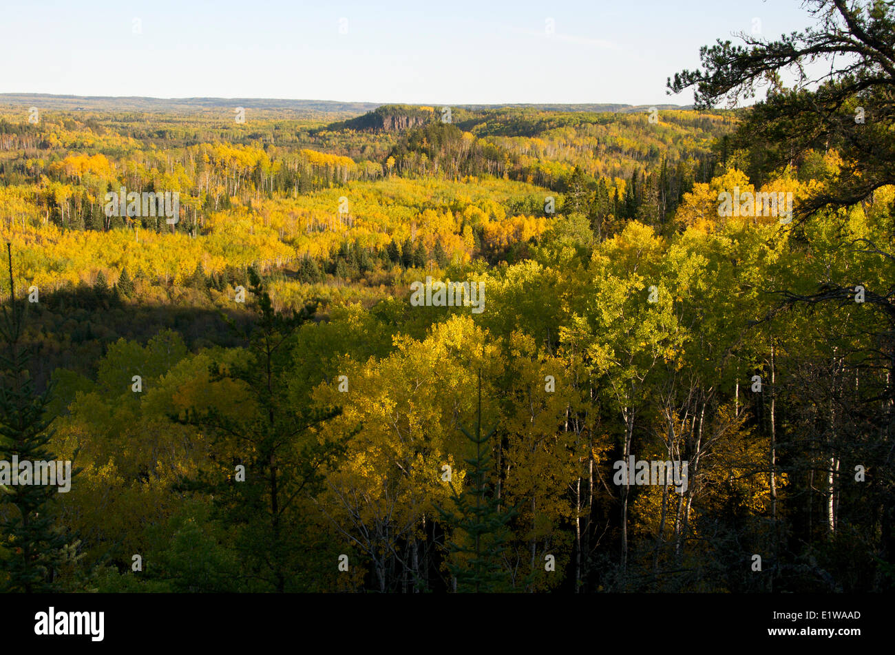 Aspen, Birch, Pine and Spruce trees in fall. Northern Ontario, Canada. Stock Photo