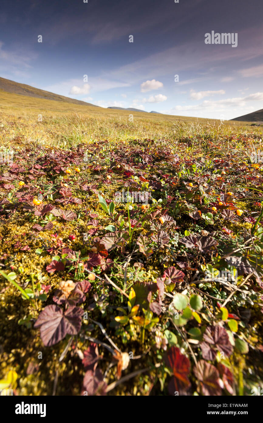 Cloudberry (Rubus chamaemorus) patch in fruit the leaves already turned red for Autumn in the Canadian Arctic near the Yukon Stock Photo