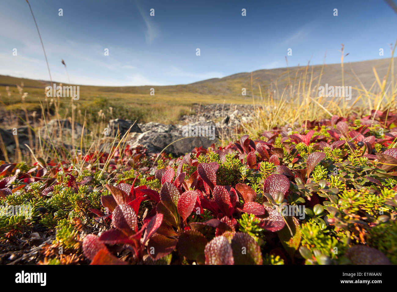 Bearberry (Arctostaphylos alpina) leaves turned bright red in early Autumn in the Yukon above the Arctic Circle, Canada Stock Photo