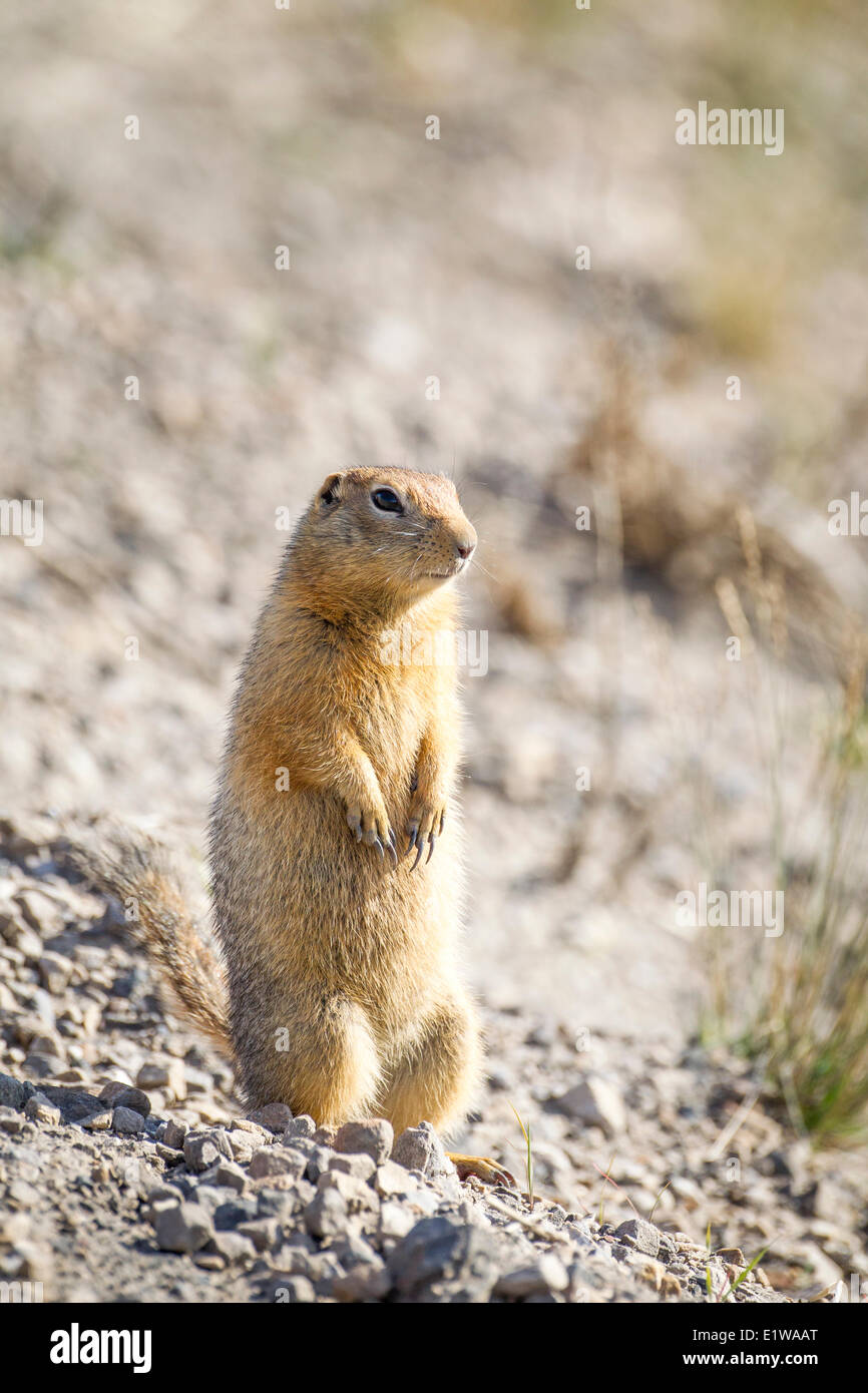 An Arctic Ground Squirrel stands upright looks around on the Dempster Highway north the Arctic Circle near the border the Yukon Stock Photo