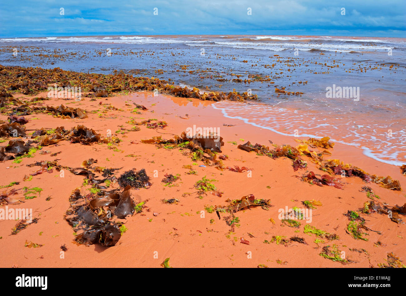 Seaweed, grass and rocks on red sand along the beach of the Gulf of St. Lawrence, Tignish Shore, Prince Edward Island, Canada Stock Photo