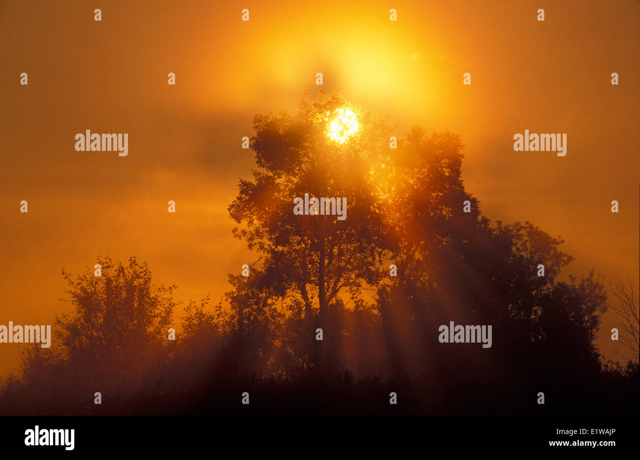 Sunburst through tree, Burwash, Ontario, Canada Stock Photo Alamy