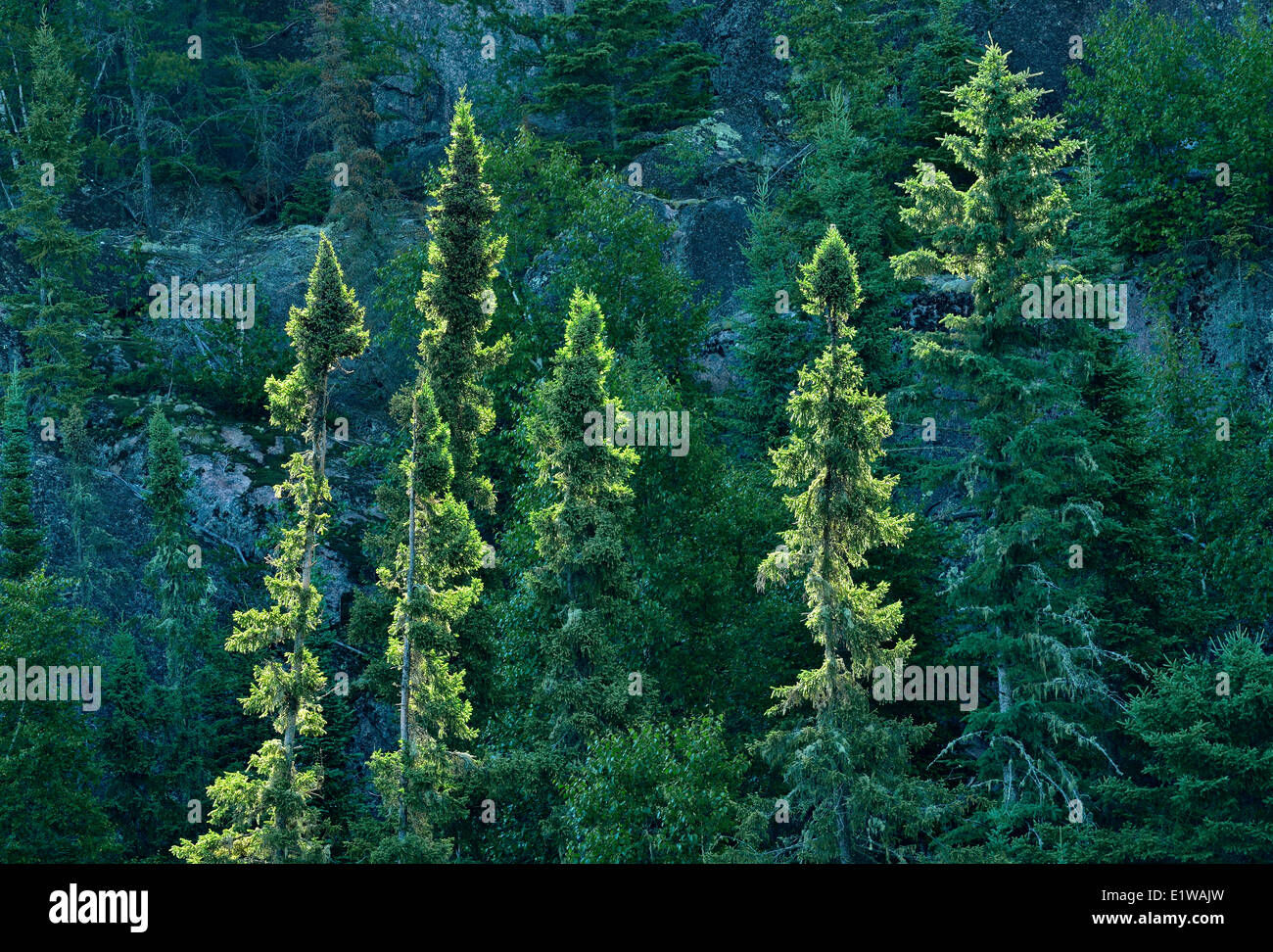 Spruce trees (Picea) growing on hillside in boreal forest, Nopiming Provincial Park, Manitoba, Canada Stock Photo