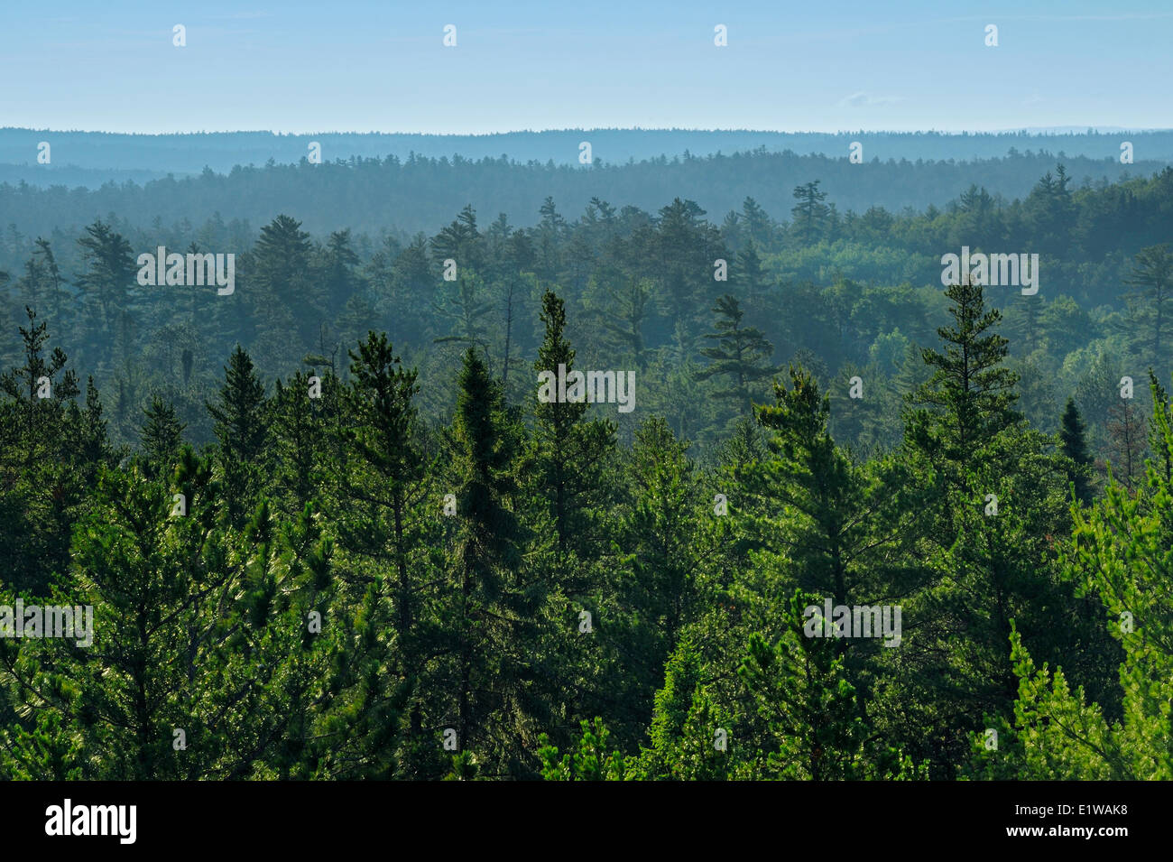 Old growth pine forest in Great White Bear Forest, Temagami, Ontario, Canada Stock Photo