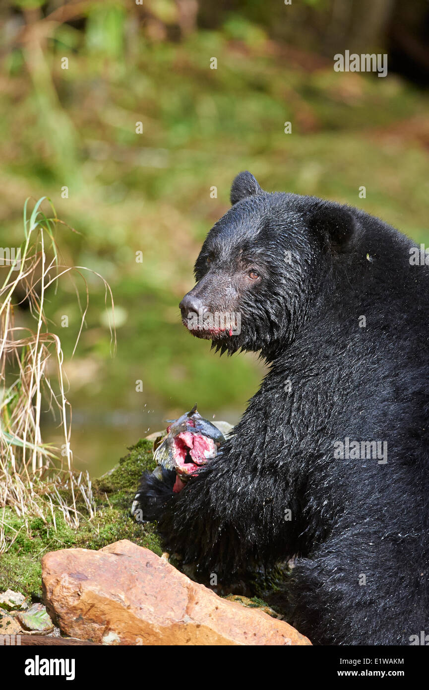 Black Bear Ursus Americanus Feeding On Salmon Great Bear Rainforest British Columbia