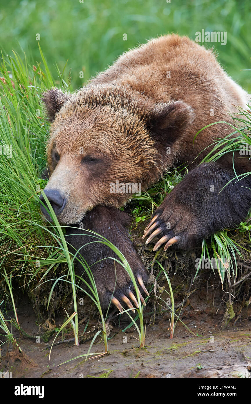 Grizzly Bear, (ursus arctos horribilus) sleeping in the sedge grass, Great Bear Rainforst, British Columbia, Canada Stock Photo