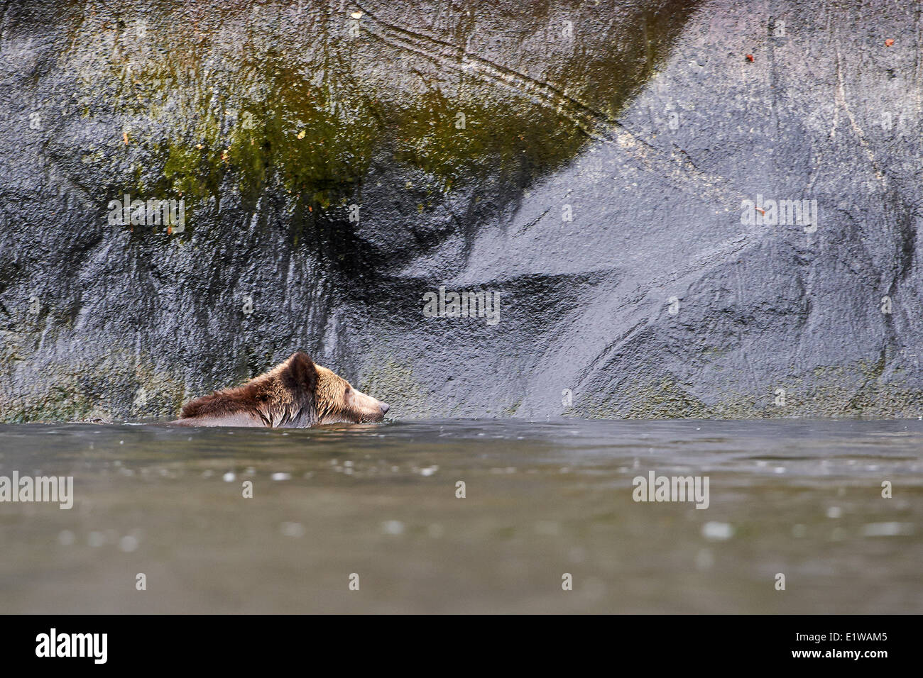 Grizzly Bear (ursus arctos horribilus) swimming past an etching in a rock wall that resembles the head the bear Great Bear Stock Photo