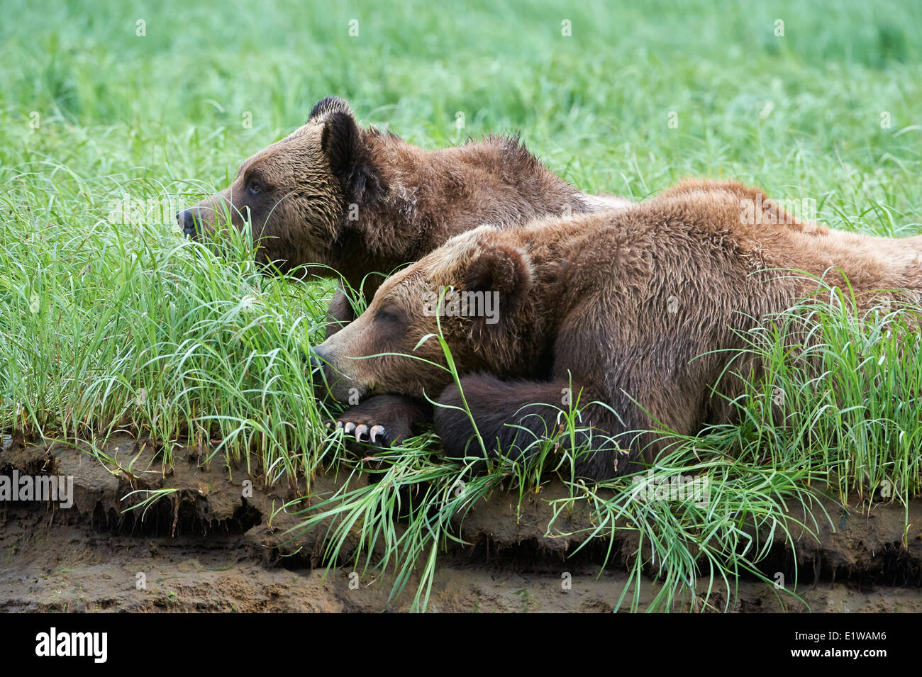 Grizzly Bear (ursus arctos horribilus) male female sleeping in the sedge grass Great Bear Rainforst British Columbia Canada Stock Photo