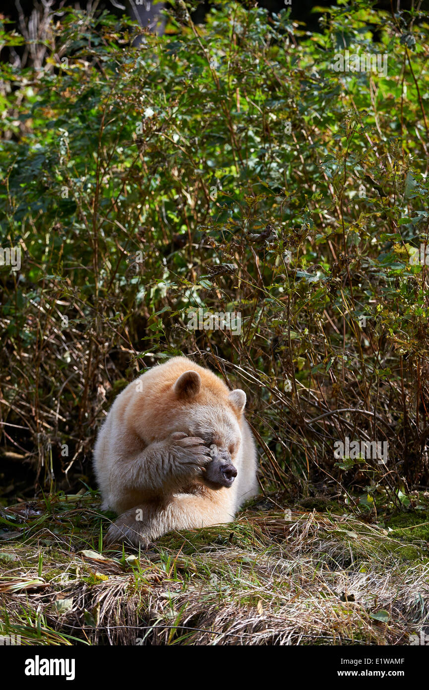 Kermode Bear, (ursus americanus kermodei)  also known as the Spirit Bear, Great Bear Rainforest, British Columbia, Canada Stock Photo