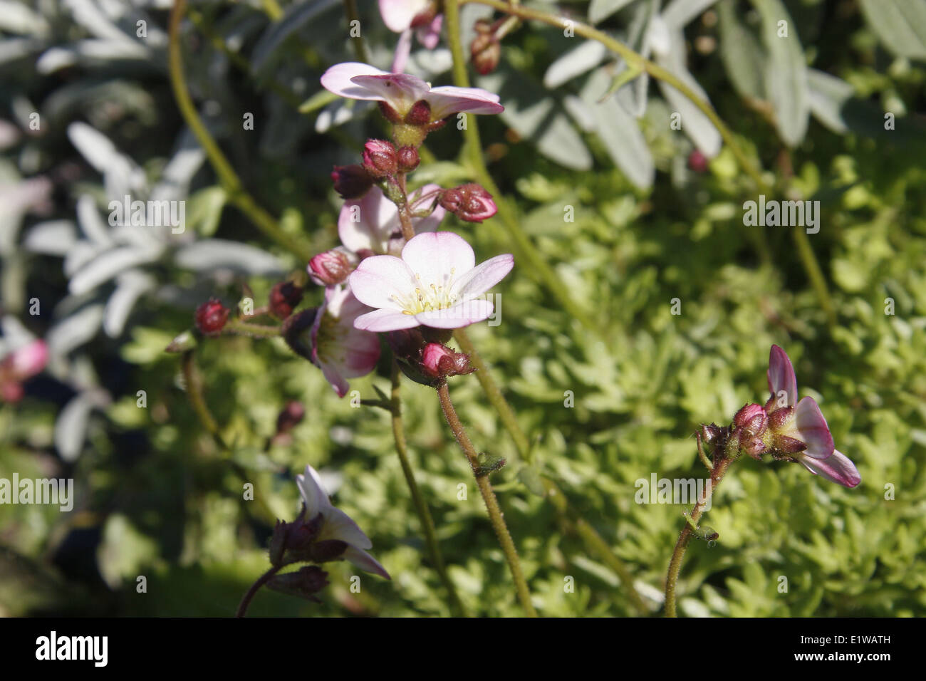 saxifrage plant growing in rockery Saxifraga oppositifolia Stock Photo