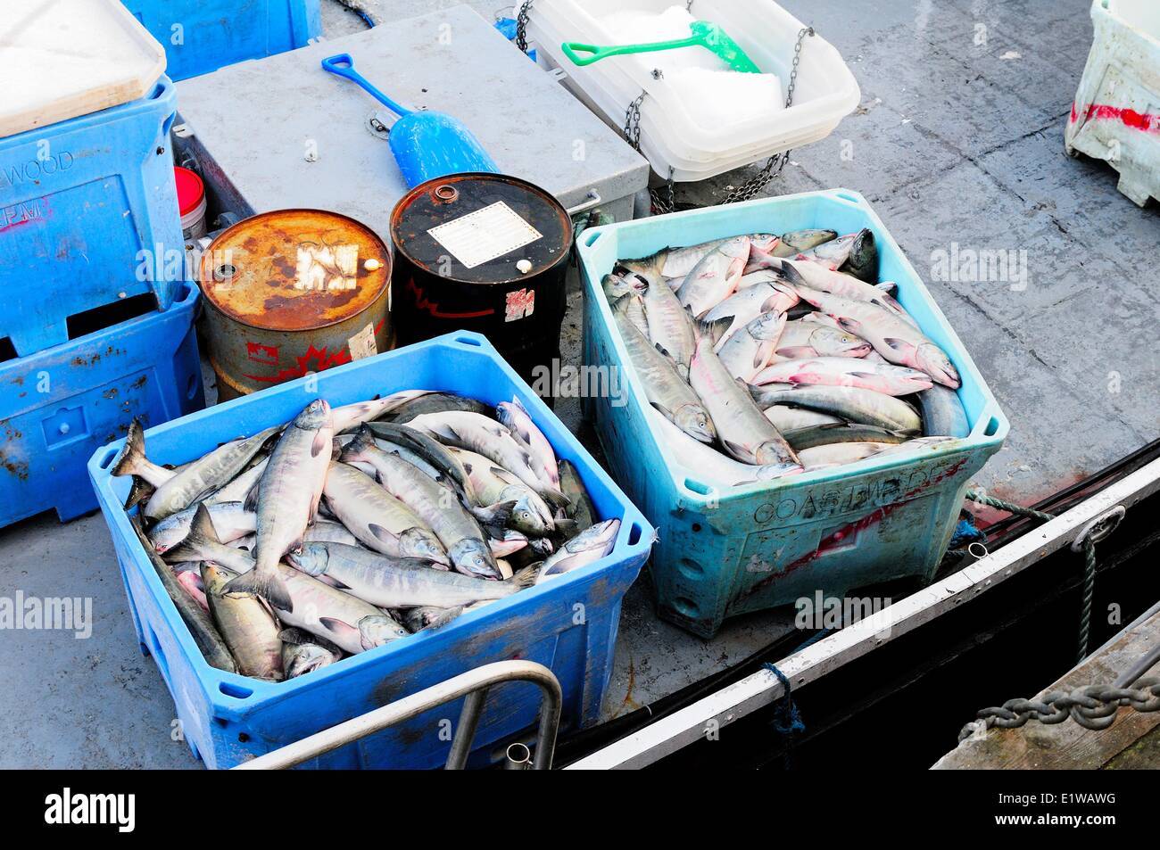 Chum salmon (Oncorhynchus keta) being stored in containers on a fish boat in Cowichan Bay, BC., Canada Stock Photo