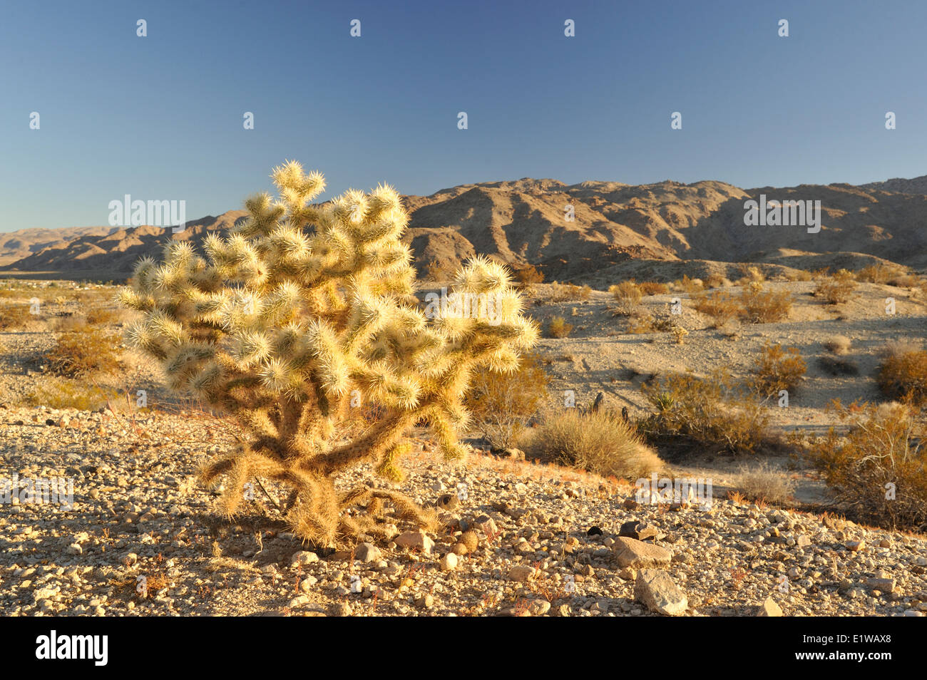 Teddybear Cholla cactus (Opuntia bigelovii), 29 Palms, Mojave Desert, California, USA Stock Photo