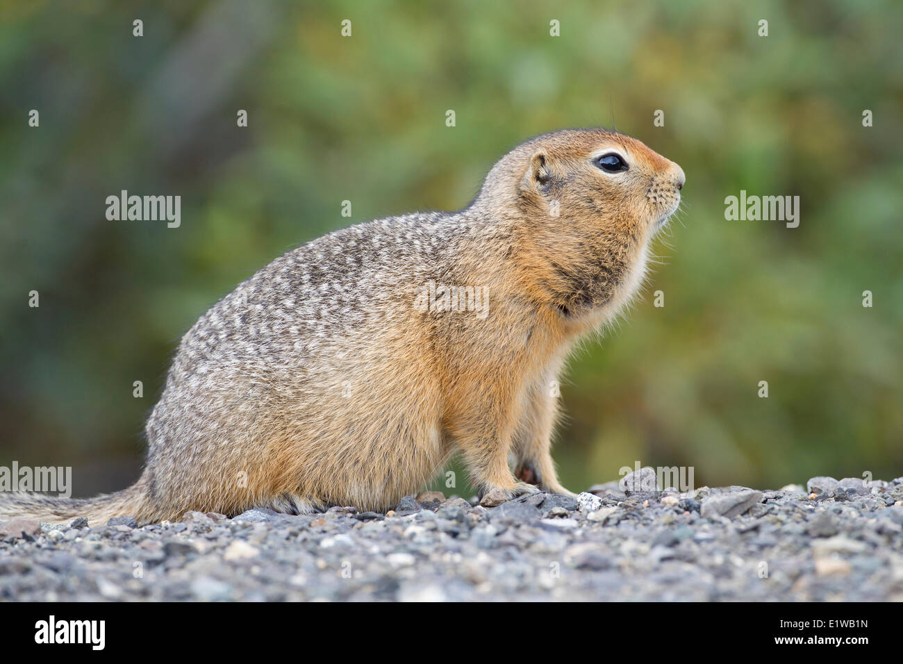 An Arctic Ground Squirrel (Spermophilus Parryii) with full cheeks in