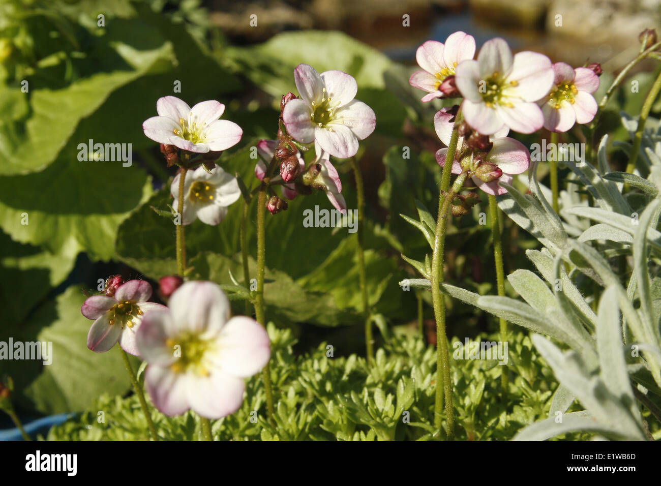 saxifrage plant growing in rockery Saxifraga oppositifolia Stock Photo