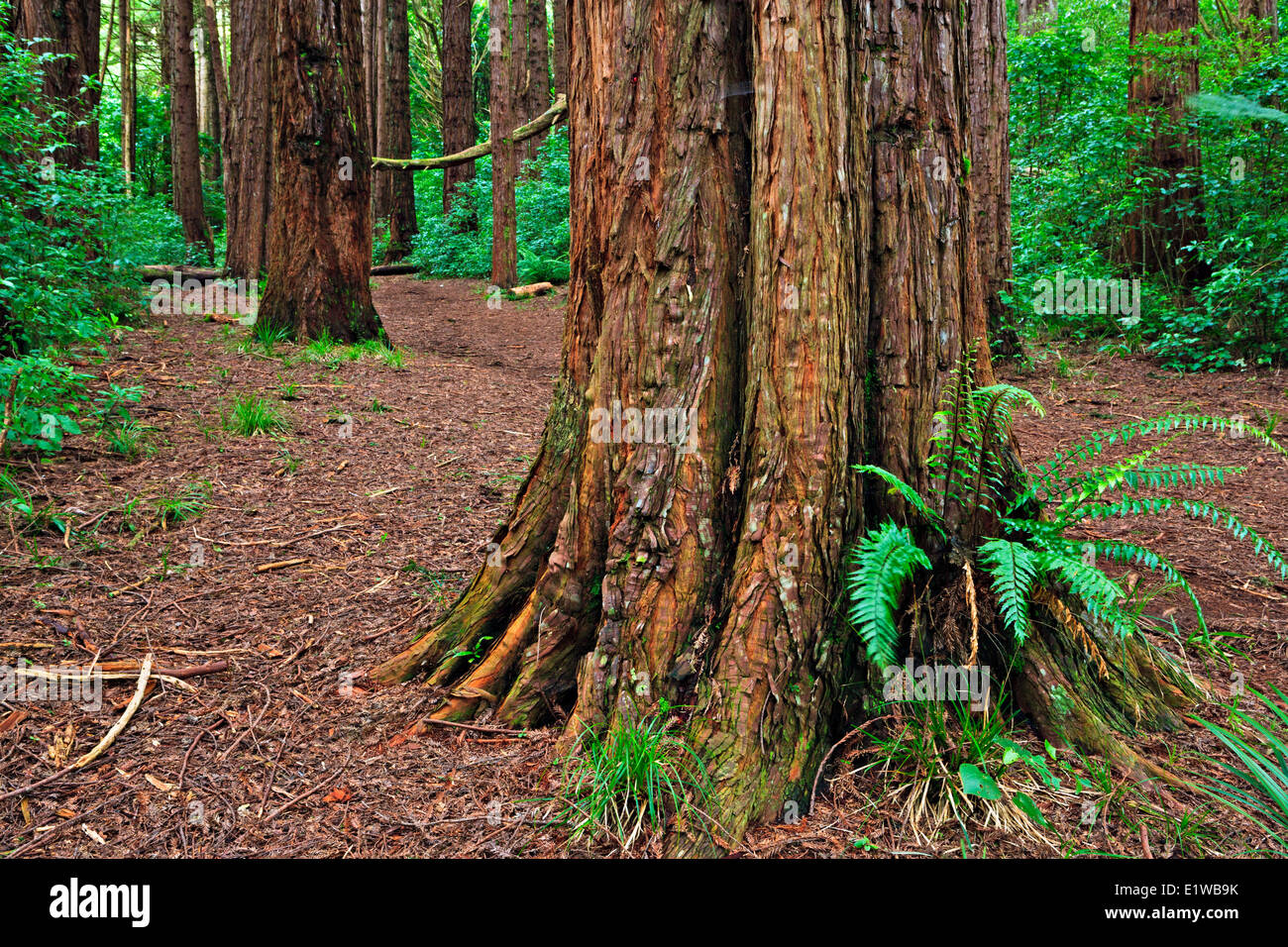 Stand of Redwood Trees at Lucy's Gully, Egmont National Park, Taranaki, North Island, New Zealand. Stock Photo