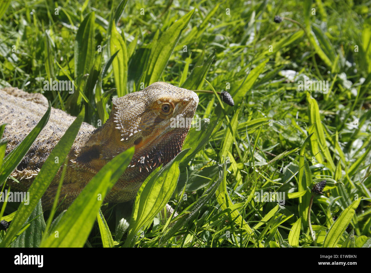 bearded dragon in lawned garden Pogona vitticeps Stock Photo Alamy