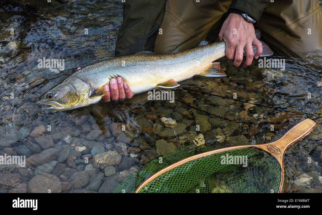 Fihserman with bull trout (Salvelinus confluentus), Mitchell River, Cariboo Mountains, British Columbia, Canada Stock Photo