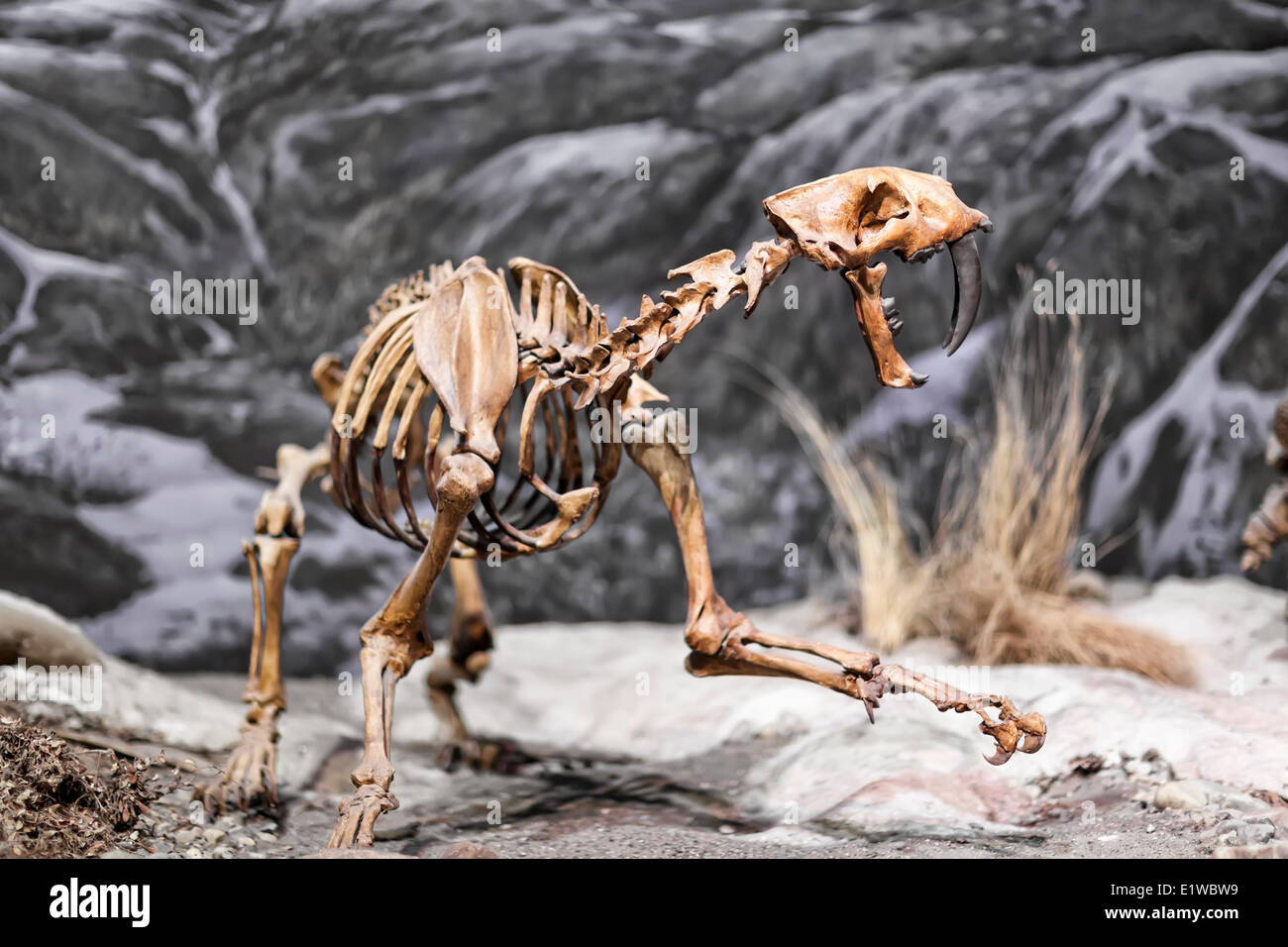 Dinosaur skeleton, Saber-toothed cat, Royal Tyrrell Museum, Drumheller, Alberta, Canada Stock Photo