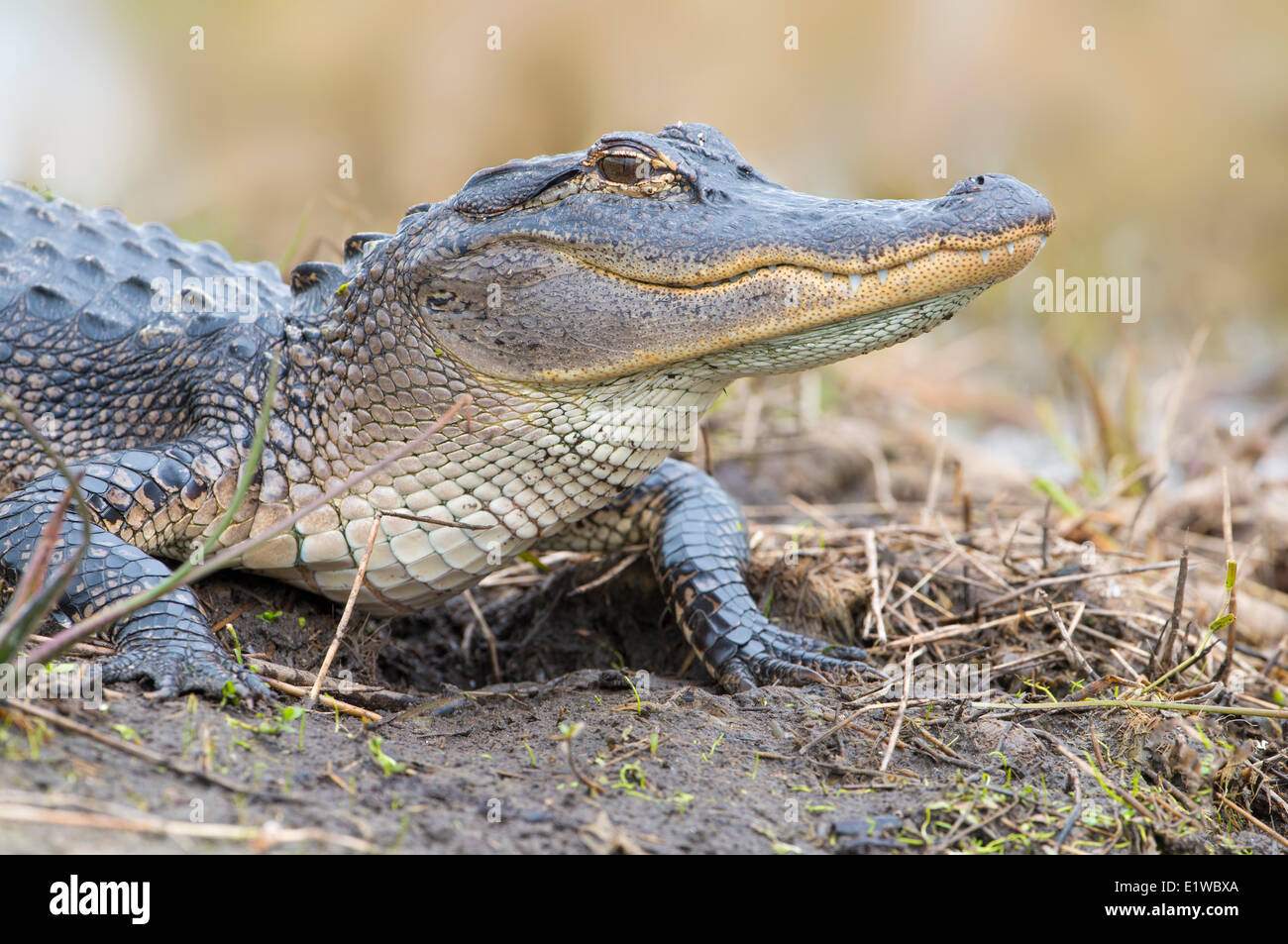 American Alligator (Alligator mississippiensis) - Florida Stock Photo