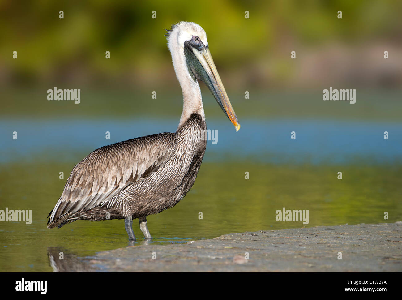Brown Pelican (Pelecanus occidentalis) - Fort Myers Beach, Florida Stock Photo