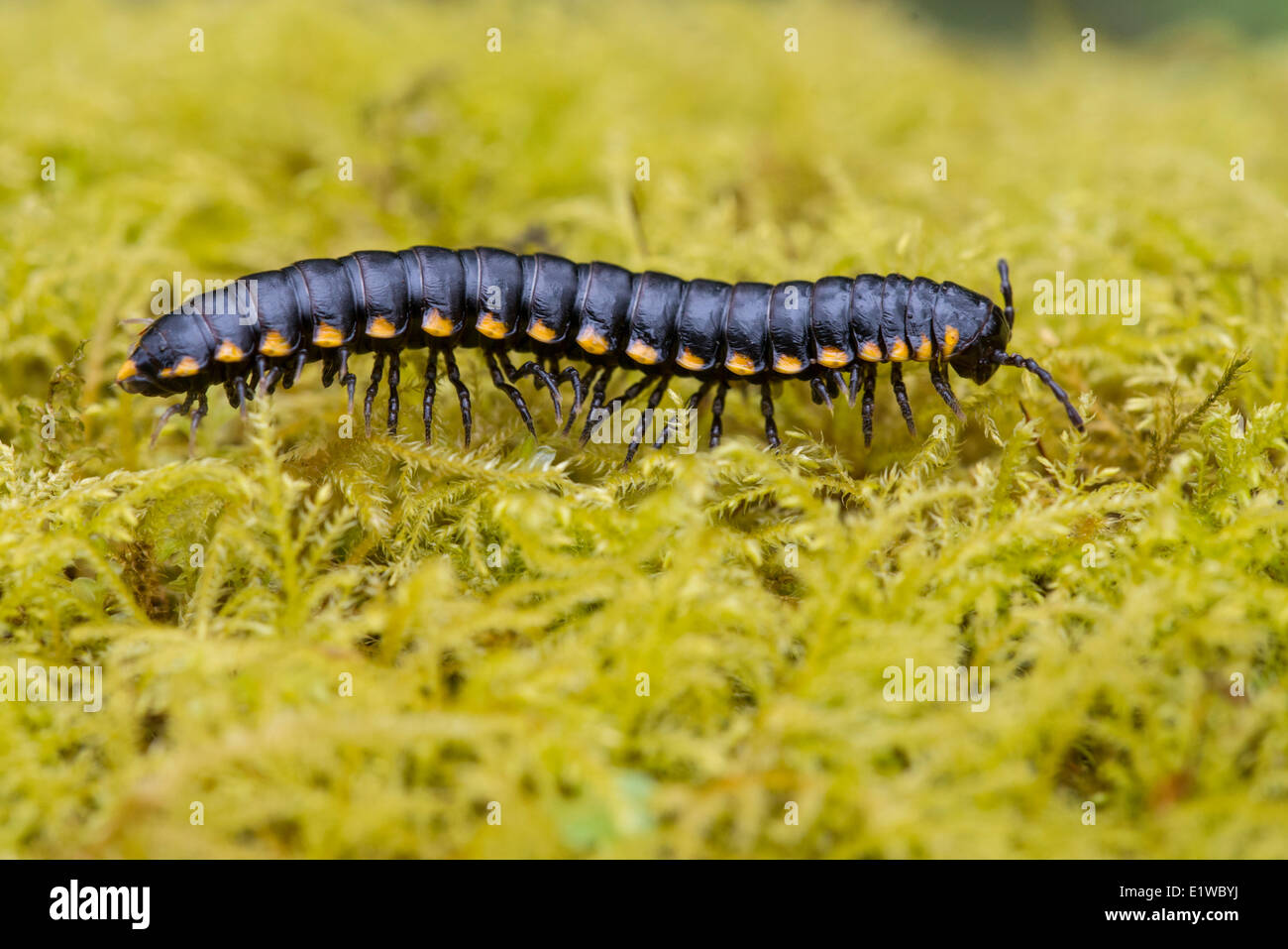 Cyanide producing Millipede (Harpaphe haydeniana) - Goldstream Provincial Park, BC Stock Photo