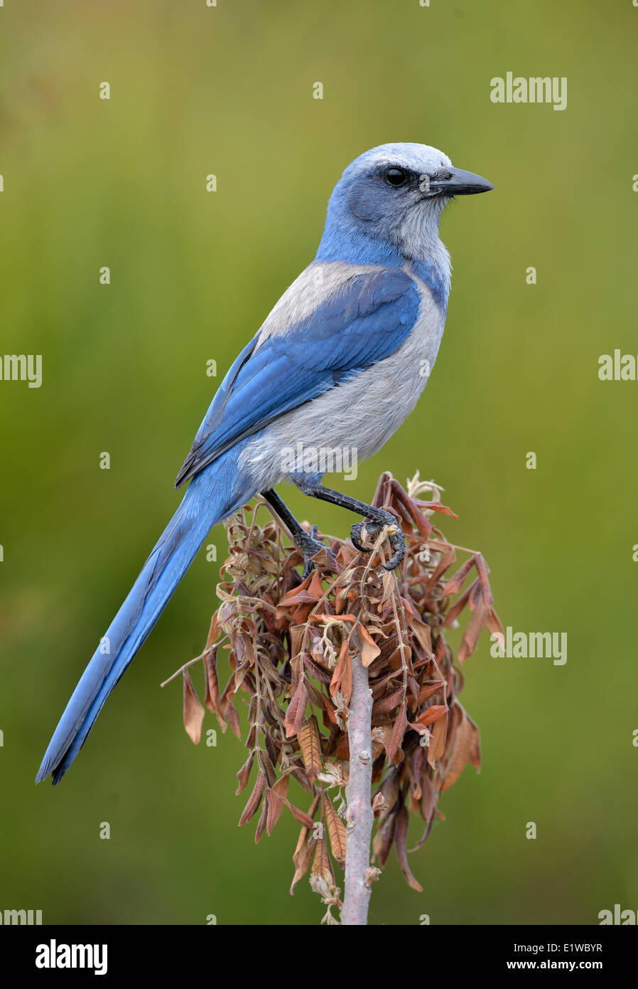 Florida Scrub Jay coerulescens) Cruickshank Sanctuary