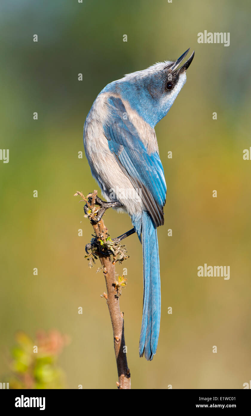 Florida Scrub Jay coerulescens) Cruickshank Sanctuary, Florida Stock Photo Alamy