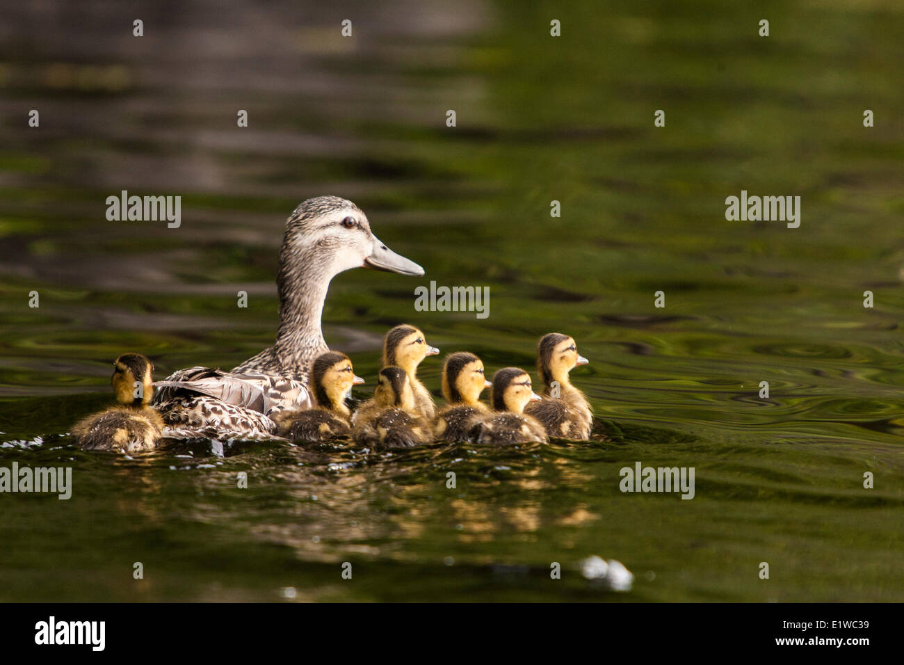 A female Mallard or Wild Duck (Anas platyrhynchos) swimming with her ducklings which are less than a week old. Lac des Grand Stock Photo