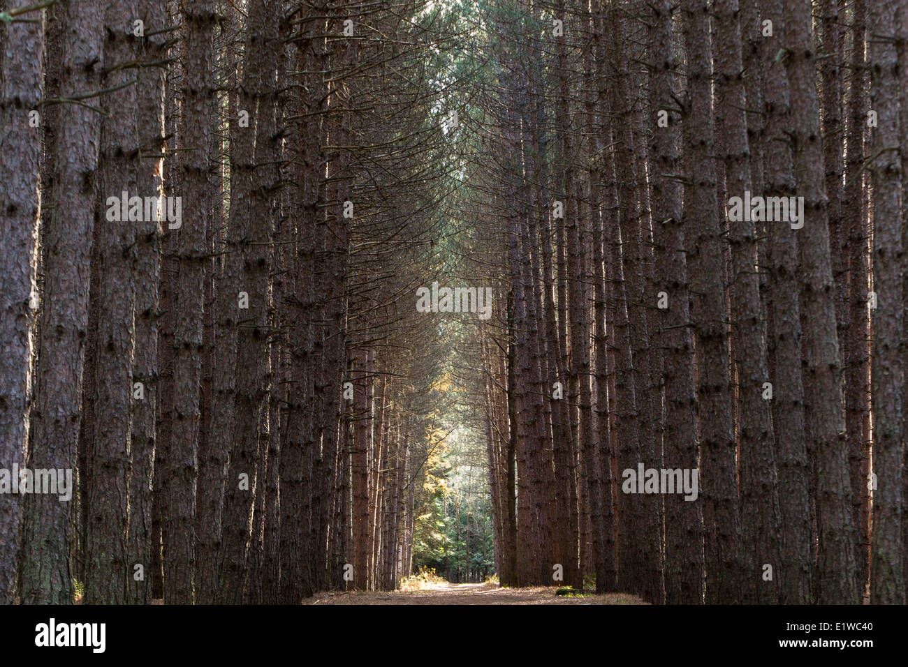 Grande allee trail hires stock photography and images Alamy