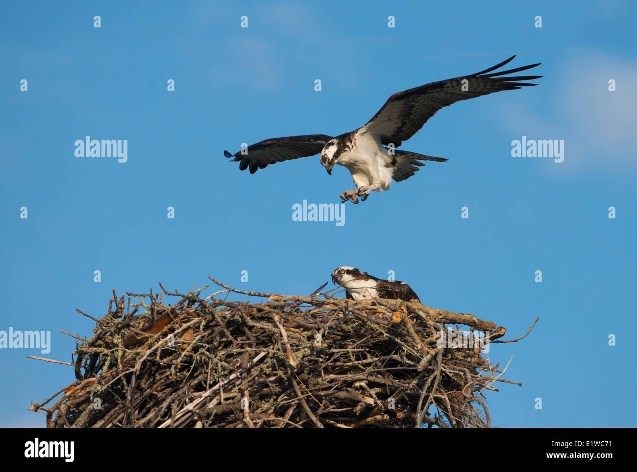 Osprey (Pandion haliaetus) - Florida Stock Photo