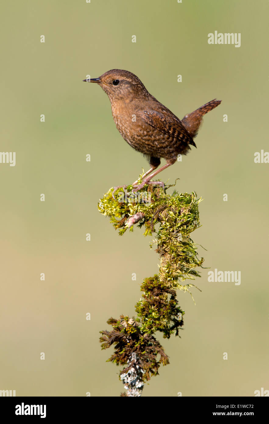 Pacific Wren (Troglodytes pacificus) - Victoria BC Stock Photo