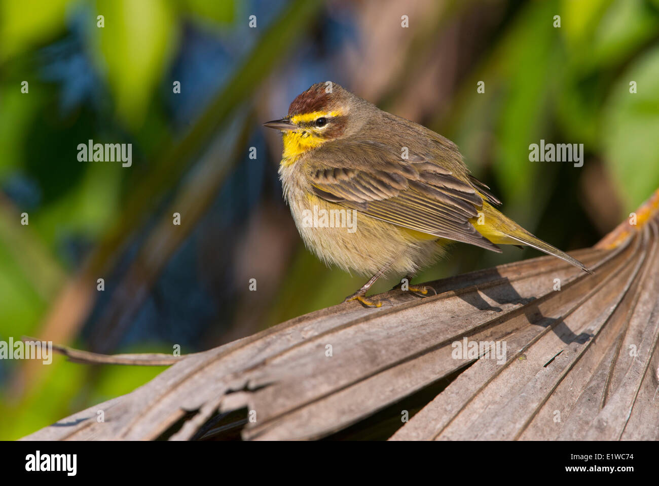 Palm Warbler (Setophaga palmarum) - Venice Rookery, Florida Stock Photo