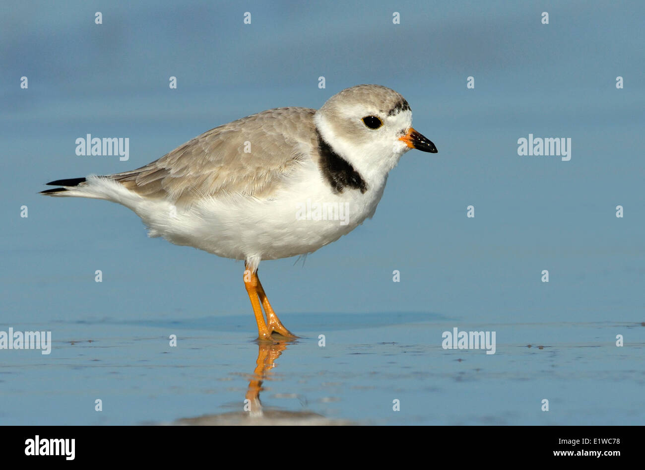 Piping Plover (Charadrius melodus) - Fort Myers Beach, Florida Stock Photo