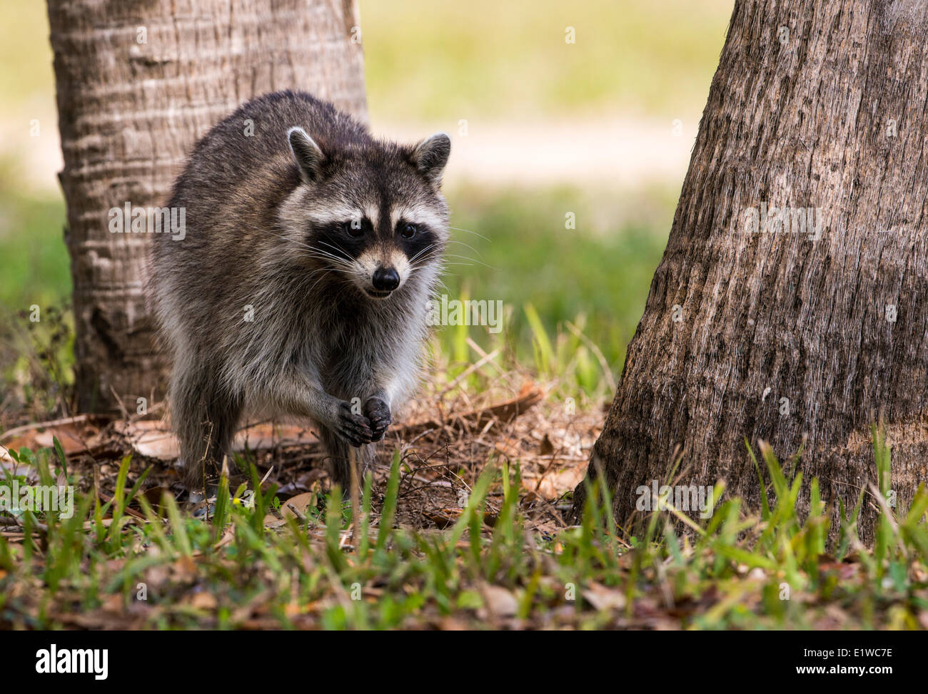 Raccoon (Procyon lotor) - Fort Desoto State Park, Florida Stock Photo