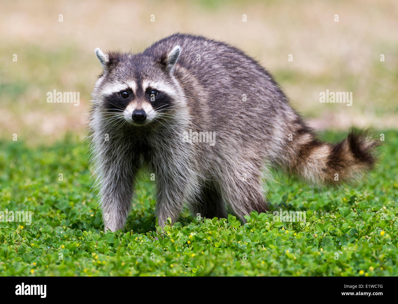 Raccoon (Procyon lotor) - Fort Desoto State Park, Florida Stock Photo