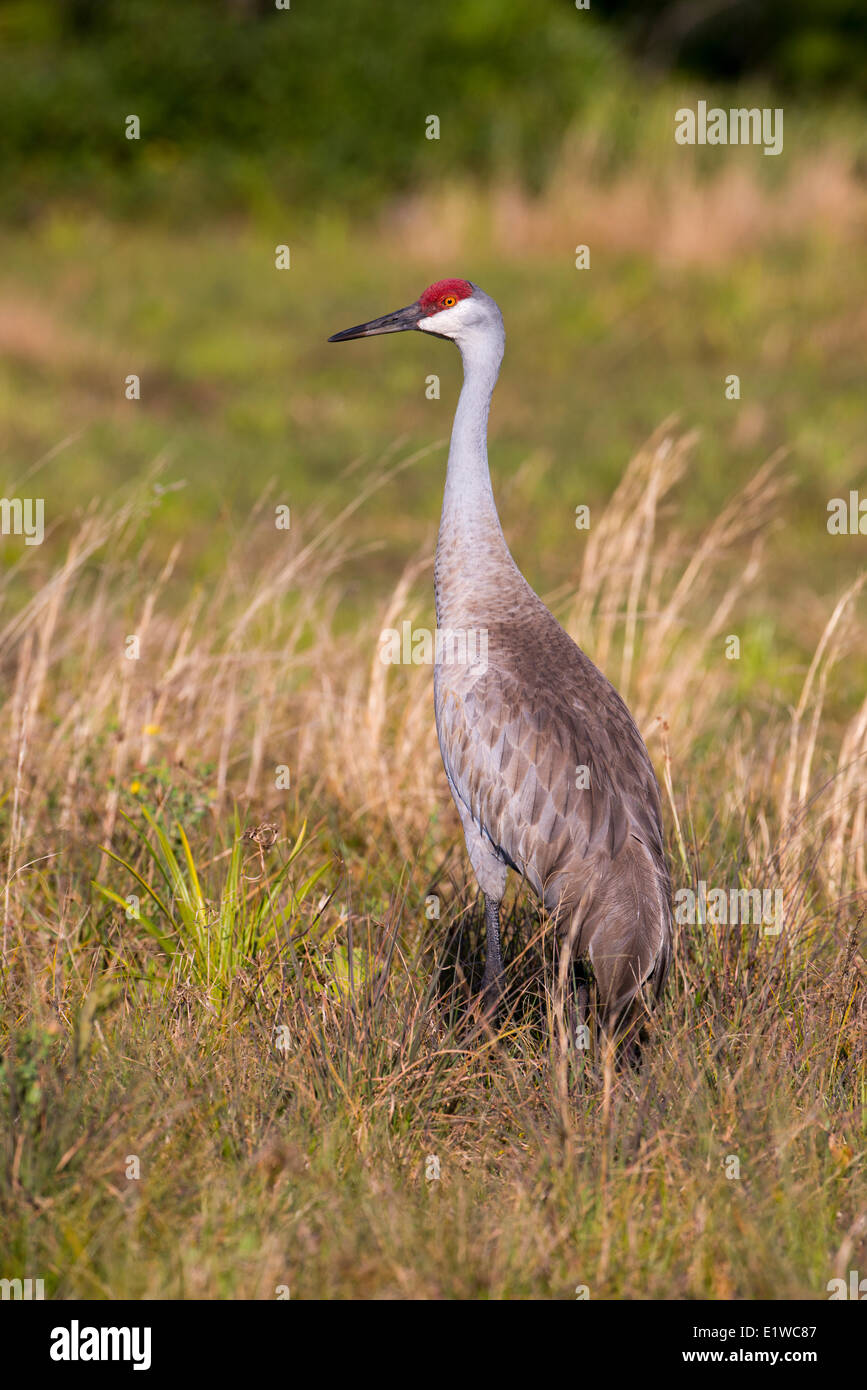 Sandhill Crane (Grus canadensis) - Florida Stock Photo