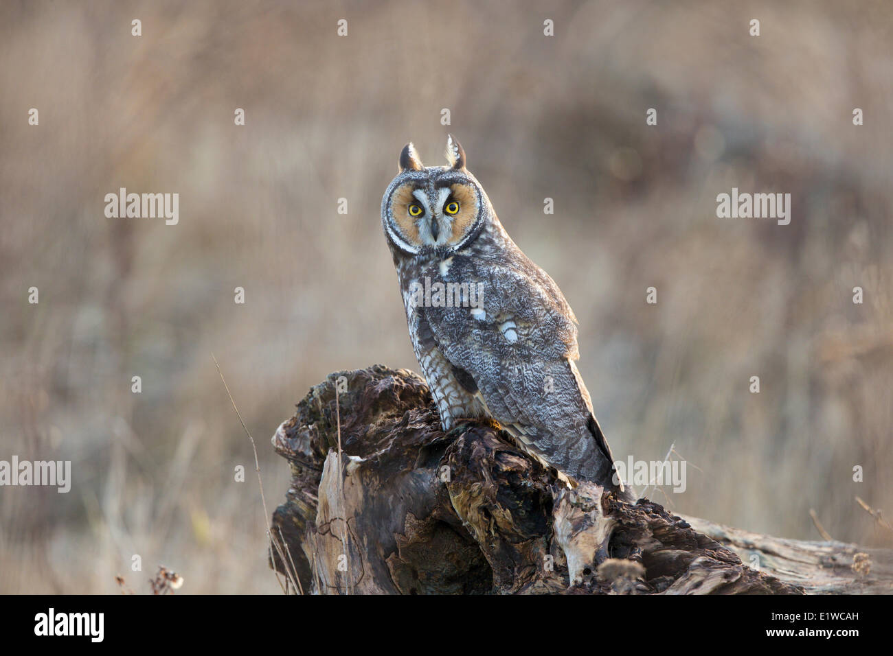 Long-eared owl (Asio otus), Boundary Bay, British Columbia, Canada Stock Photo