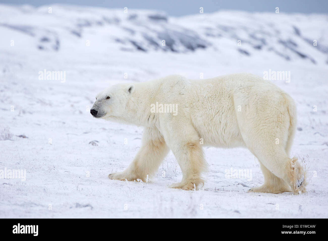 Polar bear (Ursus maritimus), Churchill, Manitoba, Canada Stock Photo