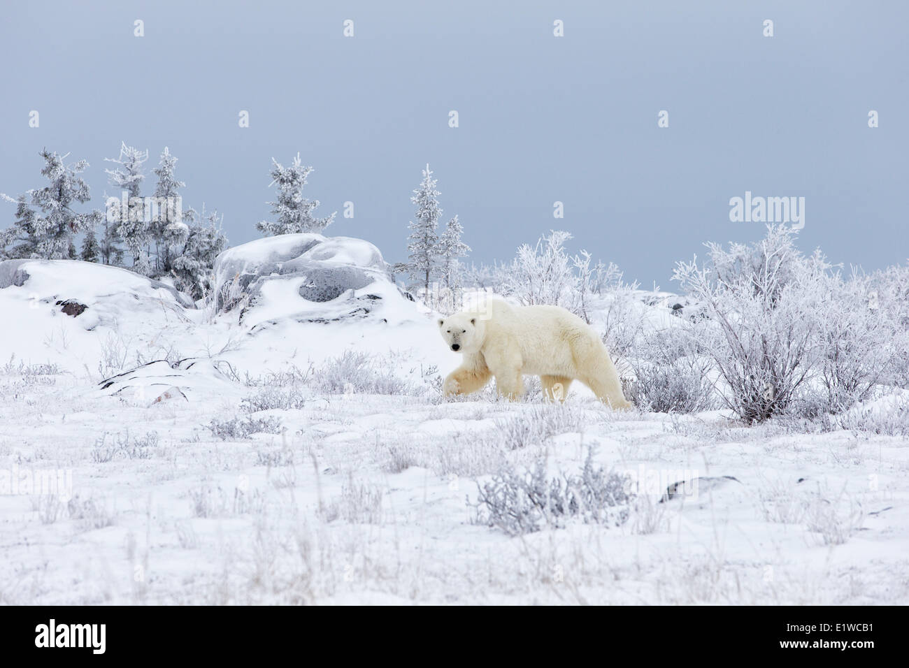 Polar bear (Ursus maritimus), Churchill, Manitoba, Canada Stock Photo