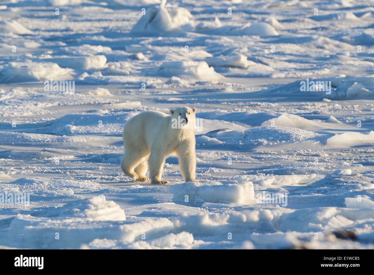 Polar bear (Ursus maritimus), walking on frozen intertidal zone, west coast Hudson Bay, south of Arviat, Nunavut, Canada Stock Photo