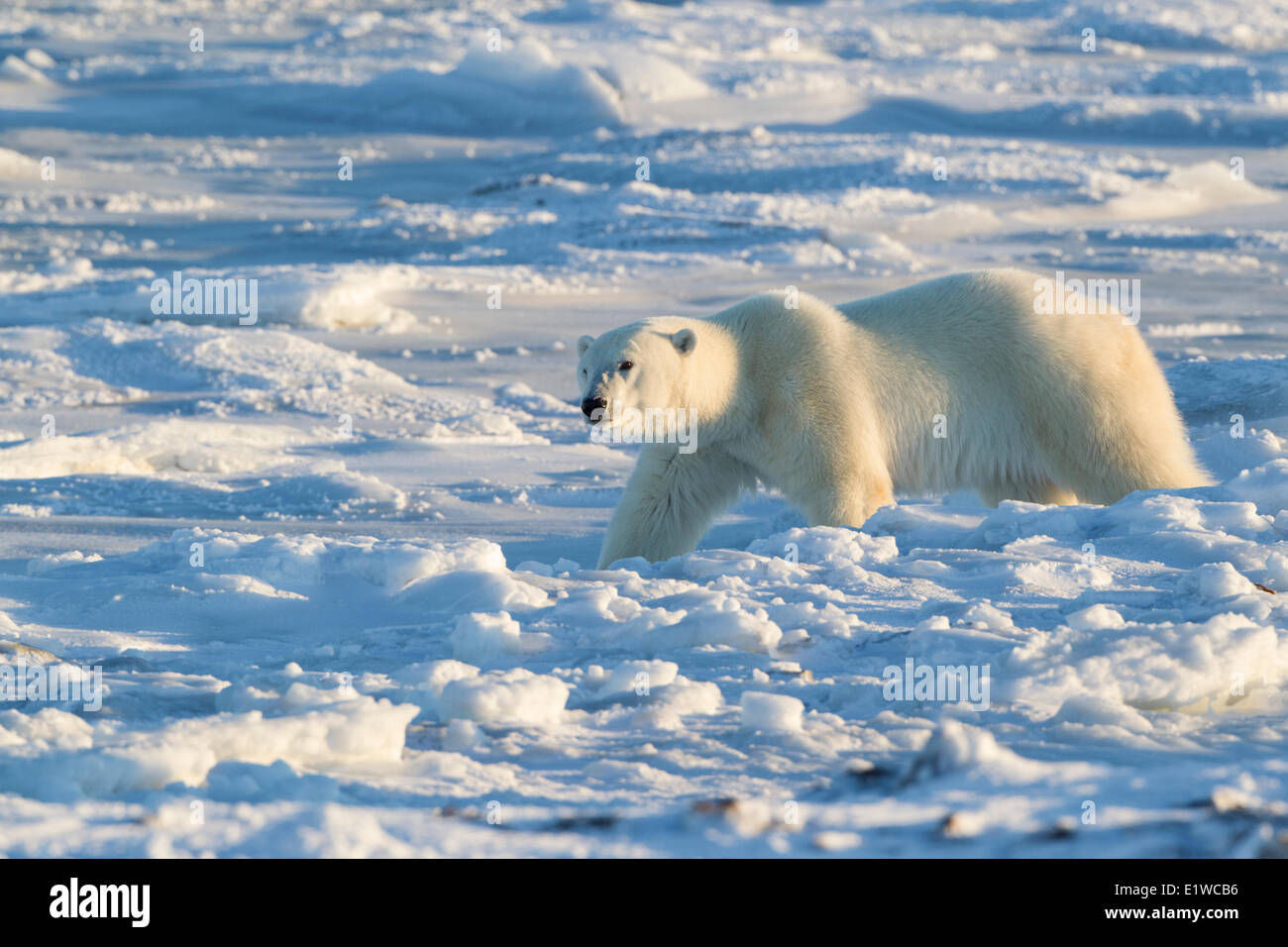 Polar bear (Ursus maritimus), west coast Hudson Bay, south of Arviat, Nunavut, Canada Stock Photo